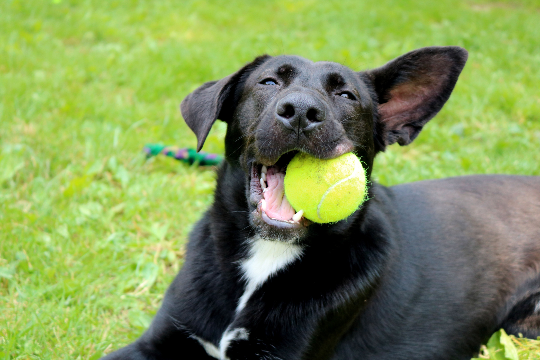 Minnie at Humane Animal Partners Vaccine Clinic