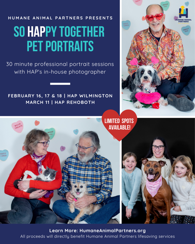 So Happy Together Pet Portraits - Rehoboth Beach, DE