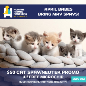 $50 Cat Spay/Neuter Promo - May Only