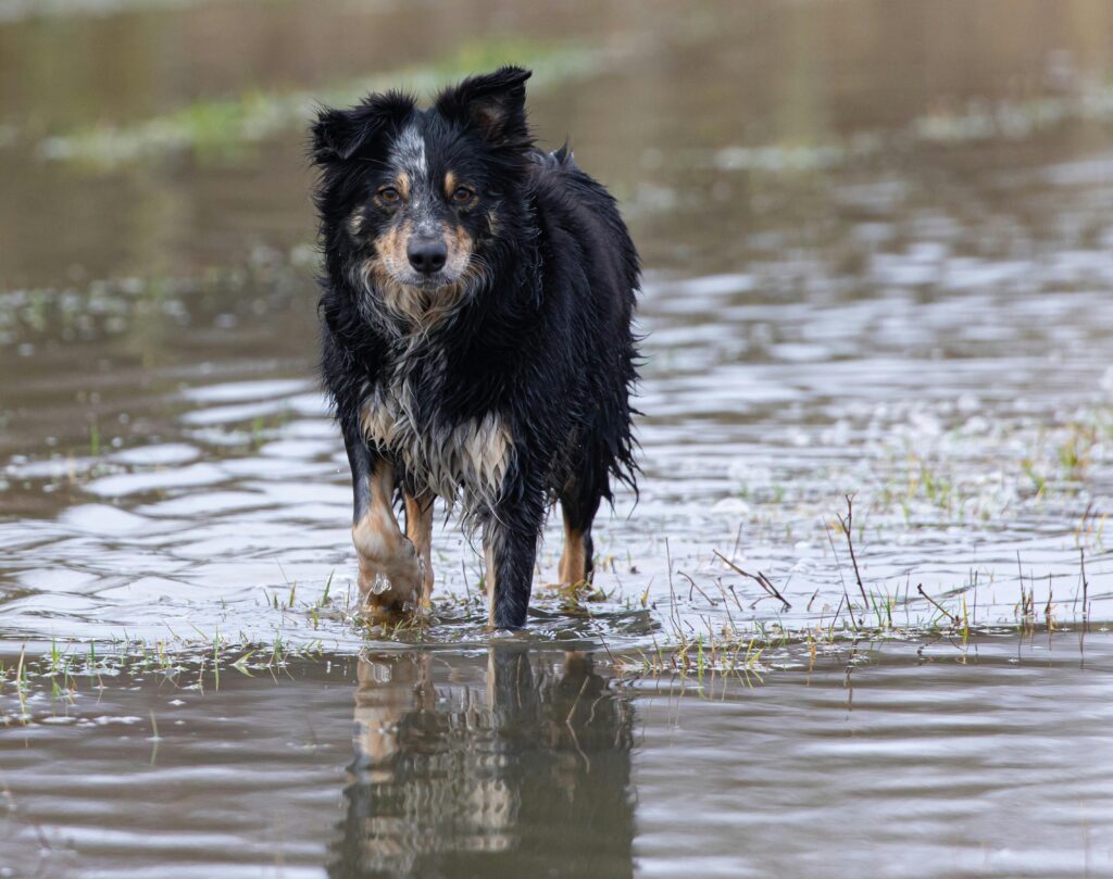 Dog in Flood Waters
