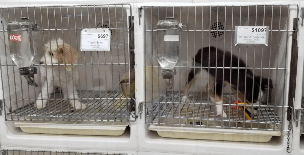 from puppy mill to pet store
