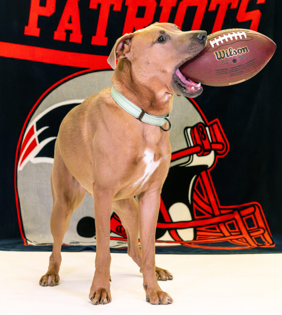 Rescue Bowl Tommy available at HAP Stanton