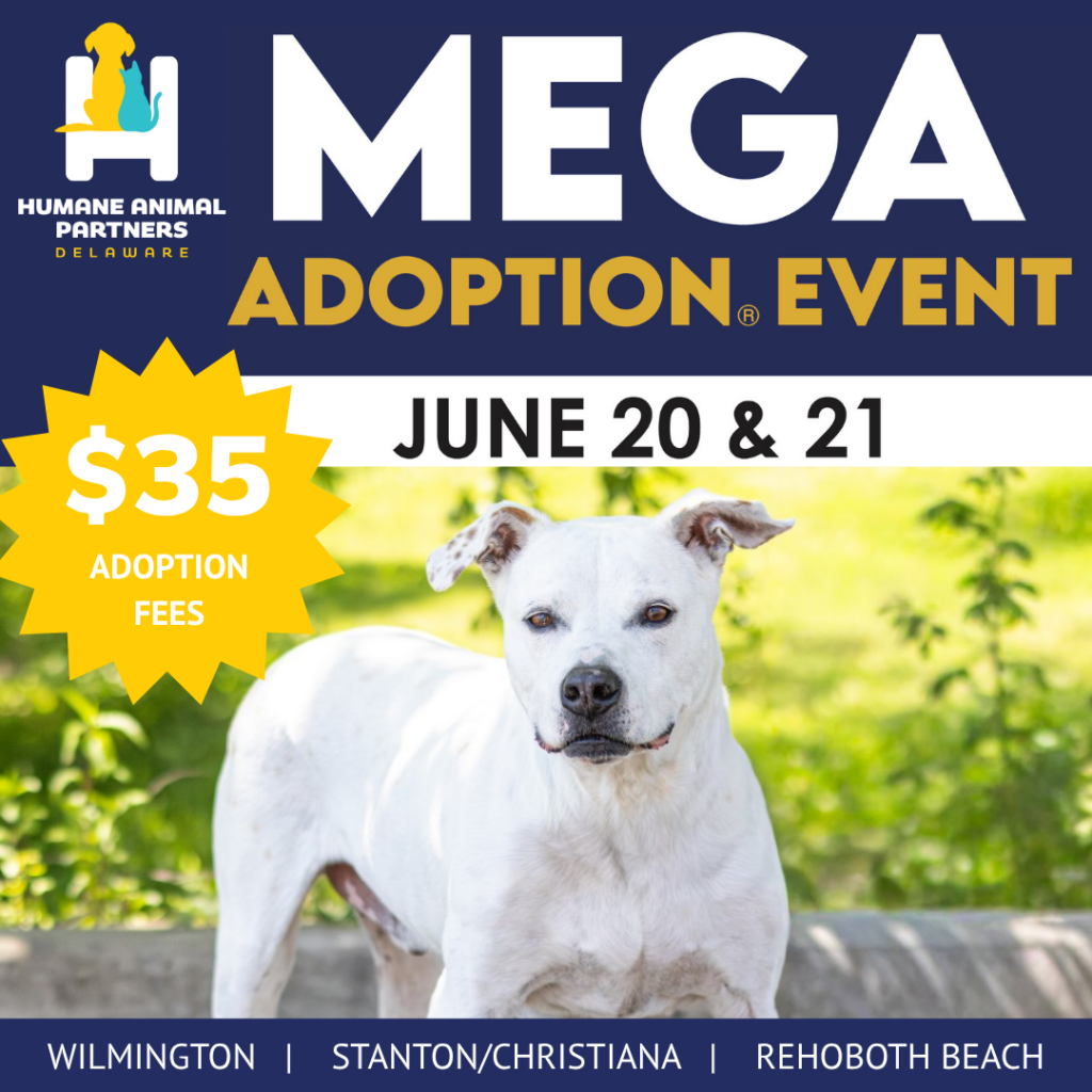 MEGA Adoption Event Delaware